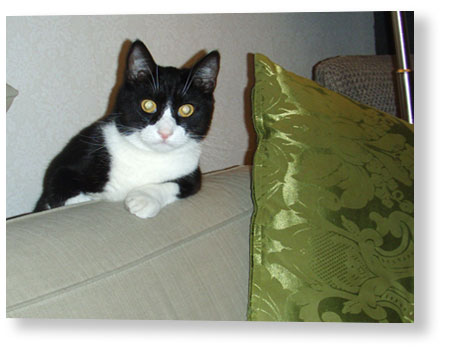 Pollux men kallad Polle gömmer sig bakom soffan.
